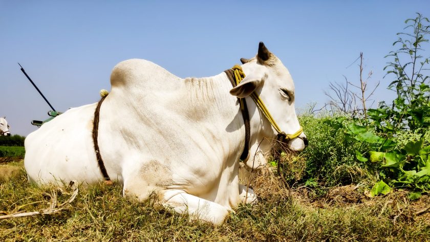 Kelebihan dan kekurangan sapi brahman