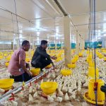 pembersihan bulu ayam higienis
