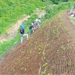 cocomesh sabut kelapa untuk penghijauan di lereng