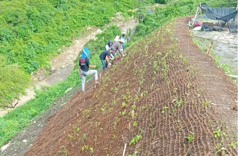 cocomesh sabut kelapa untuk penghijauan di lereng