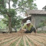 produsen-cocomesh-rumah-sabut