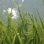 perbedaan mencacah rumput manual dan dengan mesin modern