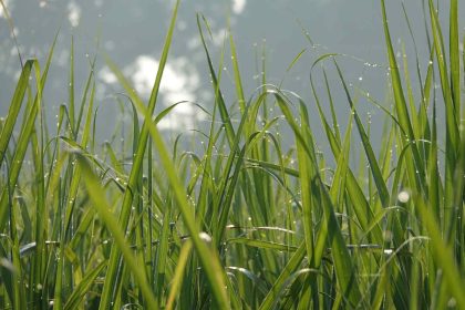 perbedaan mencacah rumput manual dan dengan mesin modern