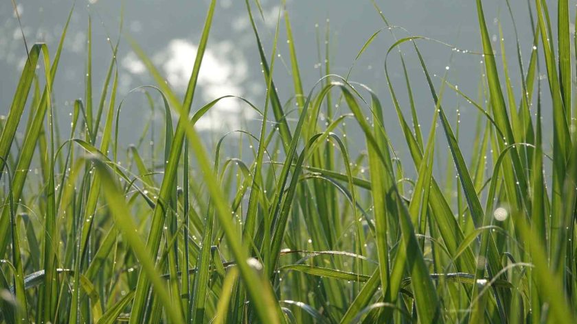 perbedaan mencacah rumput manual dan dengan mesin modern