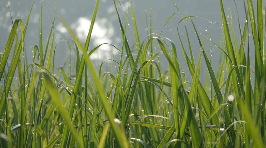 perbedaan mencacah rumput manual dan dengan mesin modern