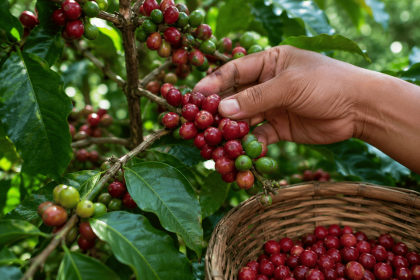 cara menentukan tingkat kematangan kopi