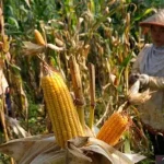 perbedaan pemipilan jagung manual dan mesin