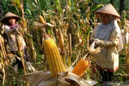 perbedaan pemipilan jagung manual dan mesin
