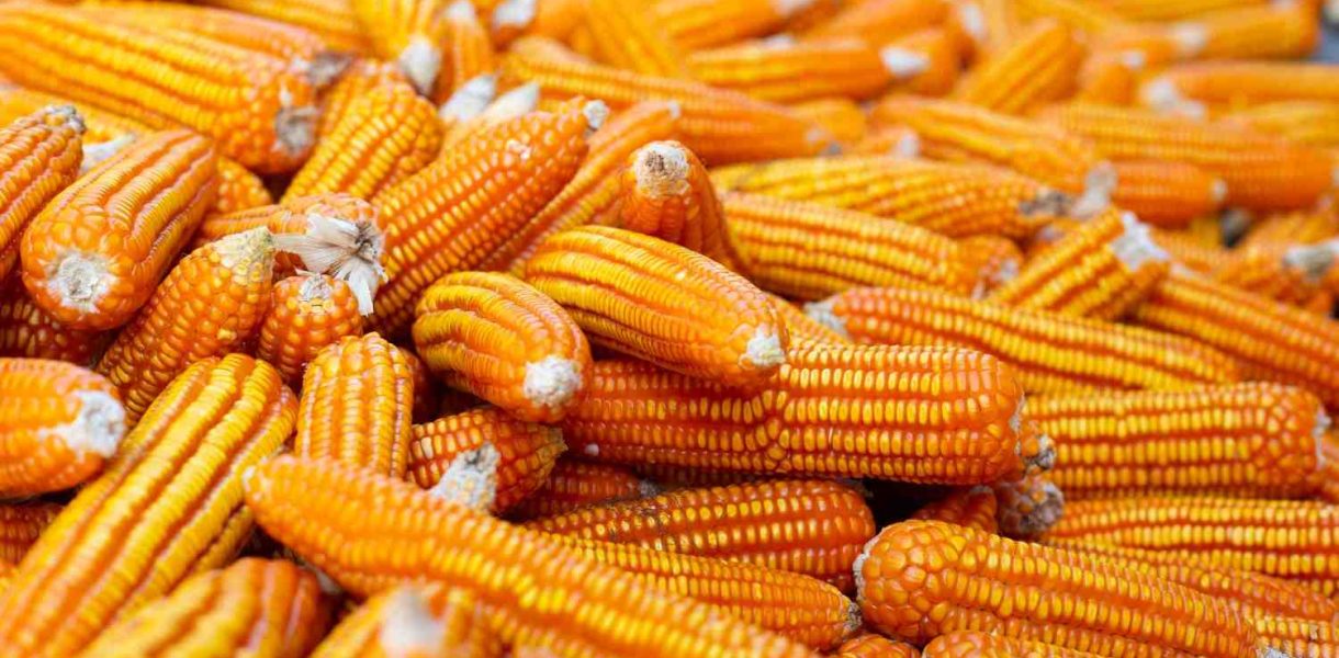 cara menyimpan jagung