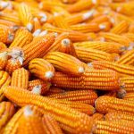 cara menyimpan jagung