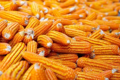 cara menyimpan jagung