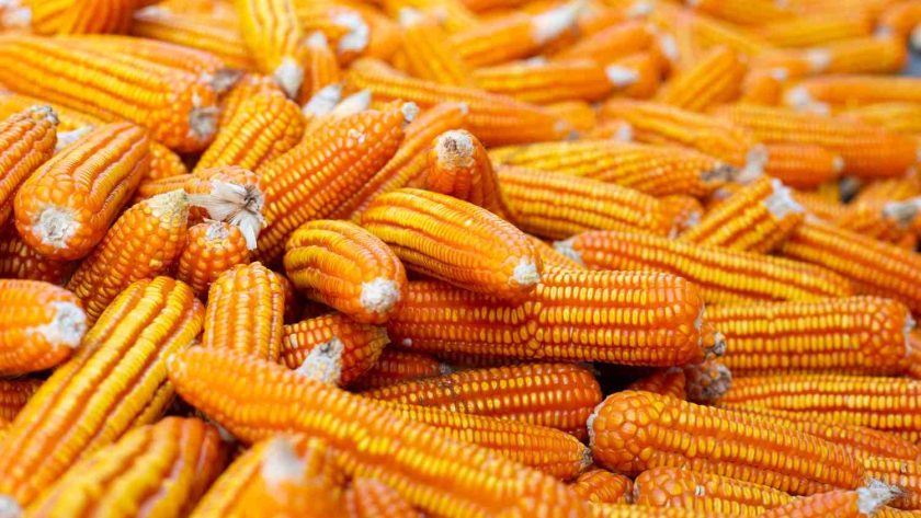 cara menyimpan jagung