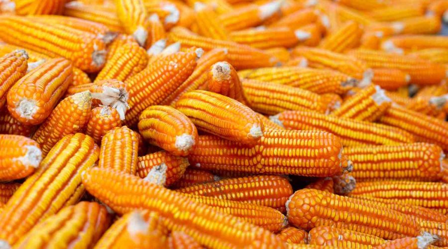 cara menyimpan jagung