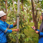Pengaturan jarak tanam revegetasi tambang pada lahan bekas tambang untuk mendukung pertumbuhan vegetasi.