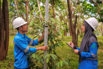 Pengaturan jarak tanam revegetasi tambang pada lahan bekas tambang untuk mendukung pertumbuhan vegetasi.