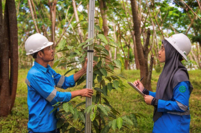 Pengaturan jarak tanam revegetasi tambang pada lahan bekas tambang untuk mendukung pertumbuhan vegetasi.