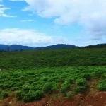 Lahan reklamasi bekas tambang dengan vegetasi hijau yang tumbuh merata di area perbukitan.