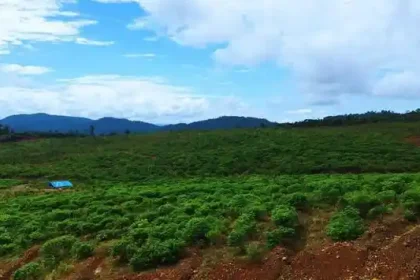 Lahan reklamasi bekas tambang dengan vegetasi hijau yang tumbuh merata di area perbukitan.