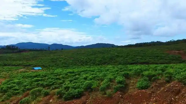 Lahan reklamasi bekas tambang dengan vegetasi hijau yang tumbuh merata di area perbukitan.
