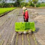 Strategi Mempercepat Proses Penanaman Padi
