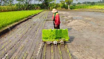 Strategi Mempercepat Proses Penanaman Padi