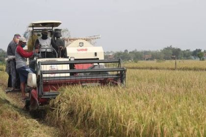 cara meningkatkan keuntungan usaha perontokan padi