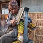 penyebab ukuran rajangan daun berbeda