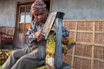penyebab ukuran rajangan daun berbeda