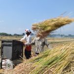 penyebab gabah masih menempel pada jerami