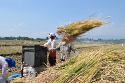 penyebab gabah masih menempel pada jerami
