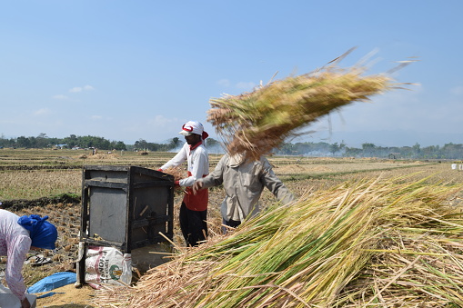penyebab gabah masih menempel pada jerami