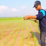 solusi penyemprotan tanaman tidak merata