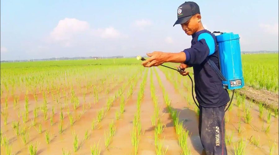 solusi penyemprotan tanaman tidak merata