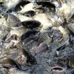 kebutuhan protein ikan