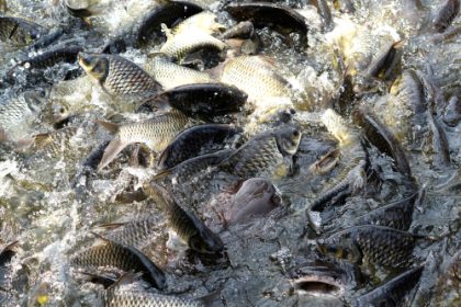 kebutuhan protein ikan