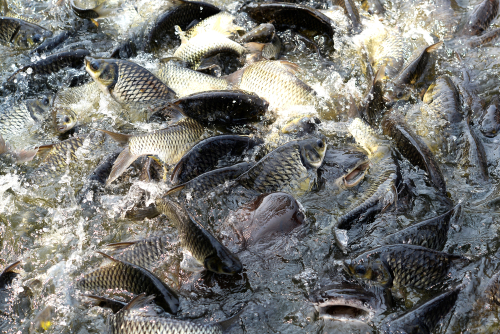 kebutuhan protein ikan