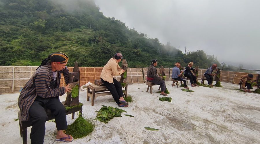 kendala dalam proses perajangan tembakau