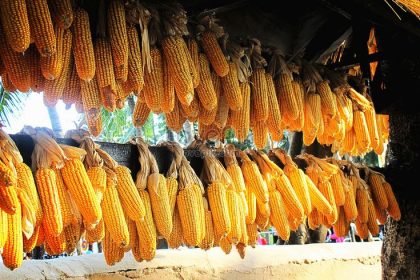 cara memisahkan kotoran dari jagung