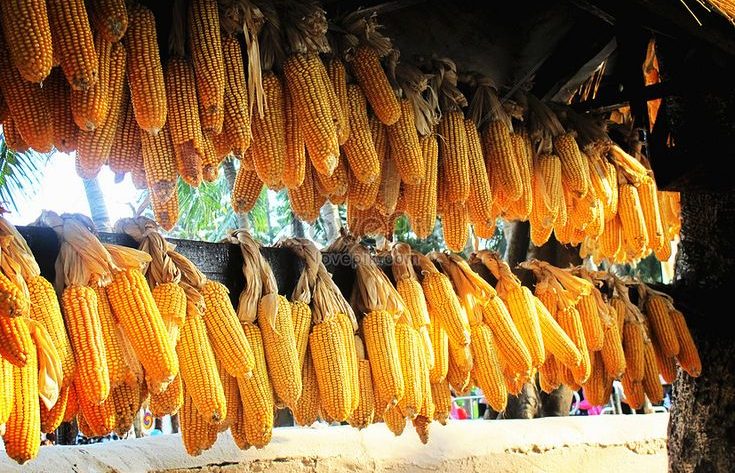 cara memisahkan kotoran dari jagung