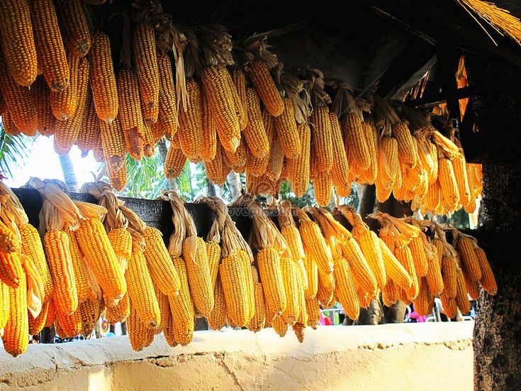 cara memisahkan kotoran dari jagung