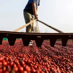 Tahapan Pengolahan Kopi Pascapanen