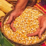 jagung pemipil