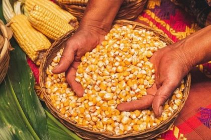 jagung pemipil