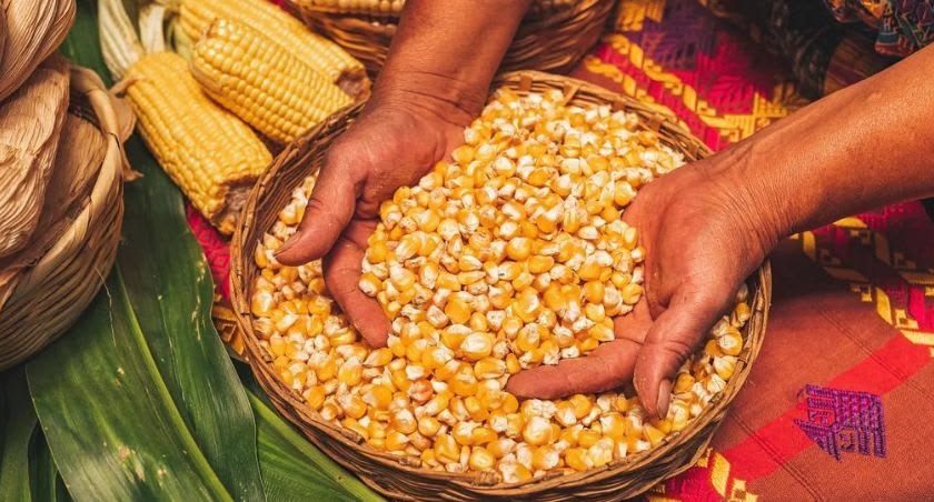 jagung pemipil