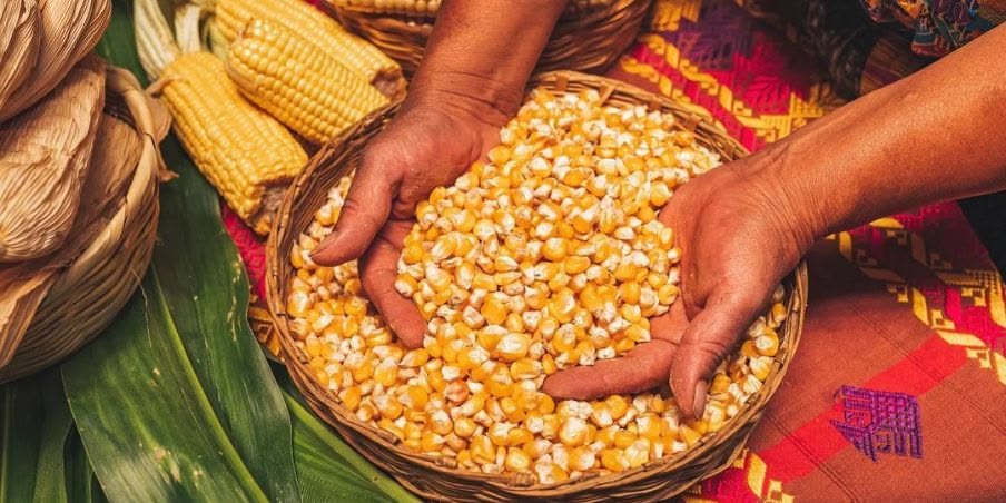 jagung pemipil