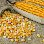 jagung