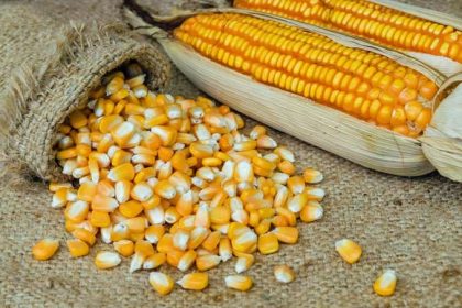 jagung