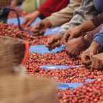 Pentingnya Sortasi Hasil Panen Kopi
