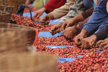 Pentingnya Sortasi Hasil Panen Kopi