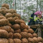 cara mencuci porang setelah panen
